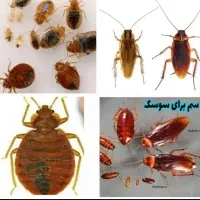 سمپاشی باضمانت فلاح آذری بریانک عبدل ابادخانی اباد