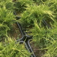 فروش گل رونده کوپه