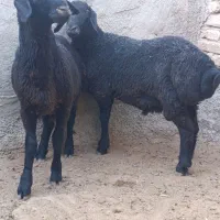 بره نر چاق