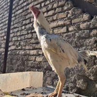 تخم لاری