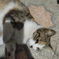 واگذاری گربه ی dsh