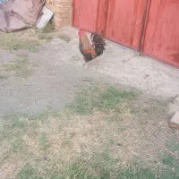 ۲۰۰۰۰۰۰۰۰
