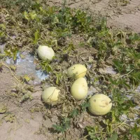 ته بار مزرعه طالبی سفید از یک کیلو به بالا