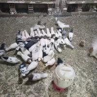 قلعه حسینیه فروش کفتر