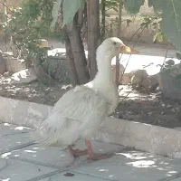 مرغابی