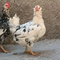 مرغ گلین و مرغ زینتی