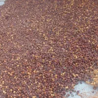 خرما|خوردنی و آشامیدنی|میناب, |دیوار