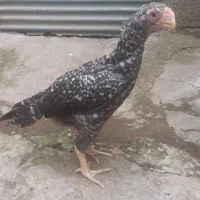 جوجه لاری