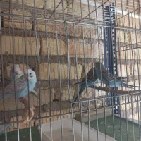 مرغ عشق چند ماهه مناسب برای دستی کردن