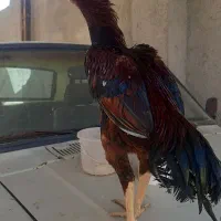 خروس لاری