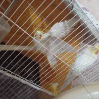 جفت عروس هلندی