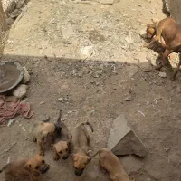 توله پیتبول