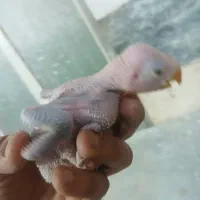 جوجه شاه طوطی