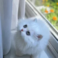بچه گربه های اشرافی