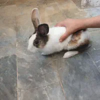 خرگوش سالم وسرحال