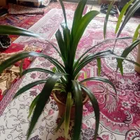 گل بزرگ|گل و گیاه طبیعی|آذرشهر, |دیوار