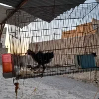 مرغ وخروس و جوجه