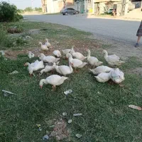 غاز محلی