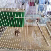 فروش قفس پرنده