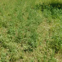 فروش باغچه درخت سیب