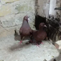 سرخ کرمونی