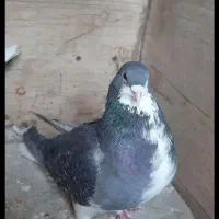 خرقه و دوبحر