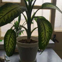 گل و گلدان ۵۰۰