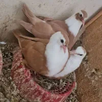 طوقیم رفته ( جون مادرت اگه گرفتیش پولشو میدم