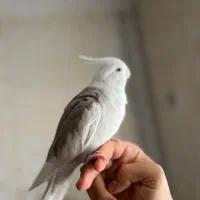 عروس هلندی ماده