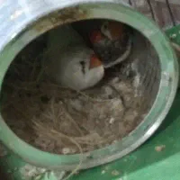 یه جفت فنج کینگ و سفید