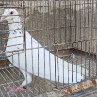 سار و آلمانی