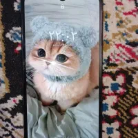 گوشی و تبلت