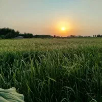 زمین زراعی