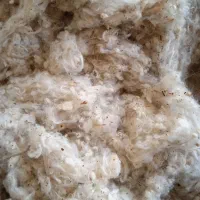 پنبه زده شده برای تشک 10کیلو