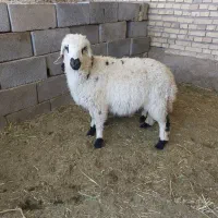 بره سبک‌ برا پروار