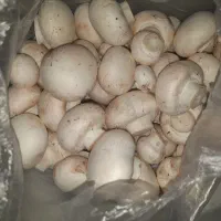 قارچ دکمه ای ۲۲۰۰۰۰