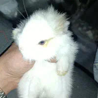 خرگوش