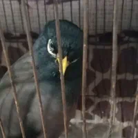 مرغ مینا سخن گو دستی