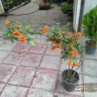 نهال پیراکانتا ( خار آتشین )