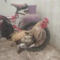 خروس لاری