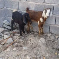 دوتا کهره بزرگ معاوضه