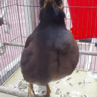 مرغ میناسخنگو