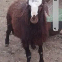 بره نرژن دار هترو لنگ ۳ قلو۶ماه سن