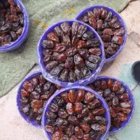 خرما کبکاب در بسته بندی سطلی،تلسکوپی و کارتنی