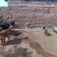 بز و بزغاله