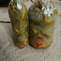 خیارشور با ضمانت ترد و تند و تیز
