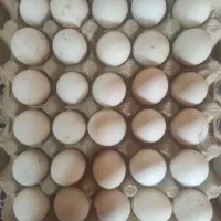 تخم مرغ خانگی