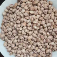 لوبیا محلی