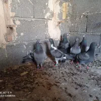 جوجه جونه پلاکی المانی مسافتی زدوخوردی کفتر