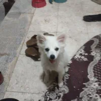 سگ پامر